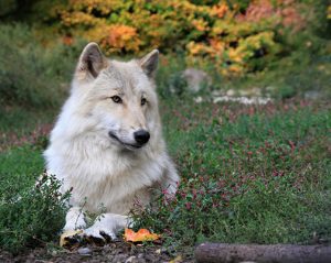 UniquePhoto-Wolf-Conservation