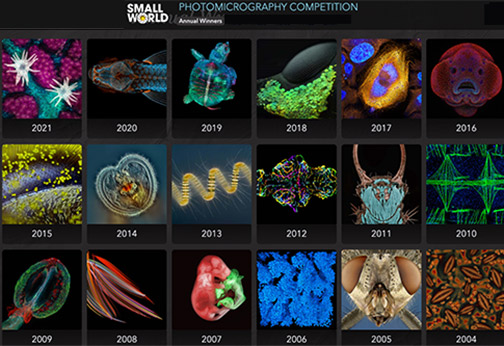 Nikon-Small-World-Contest-2021