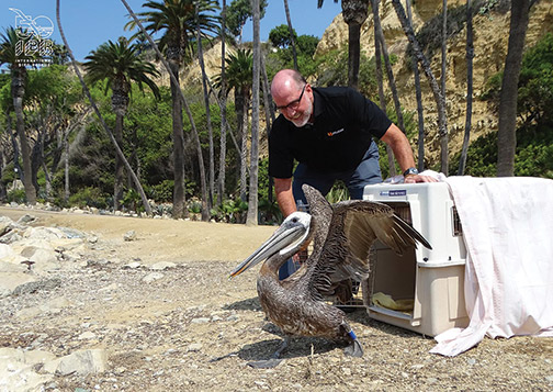 Pelican-international-bird-rescue-1