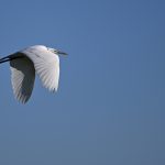 Flying Egret2