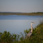 Great Blue Heron in Grass