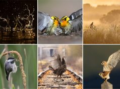 2024-Audubon-Photography-Awards-banner